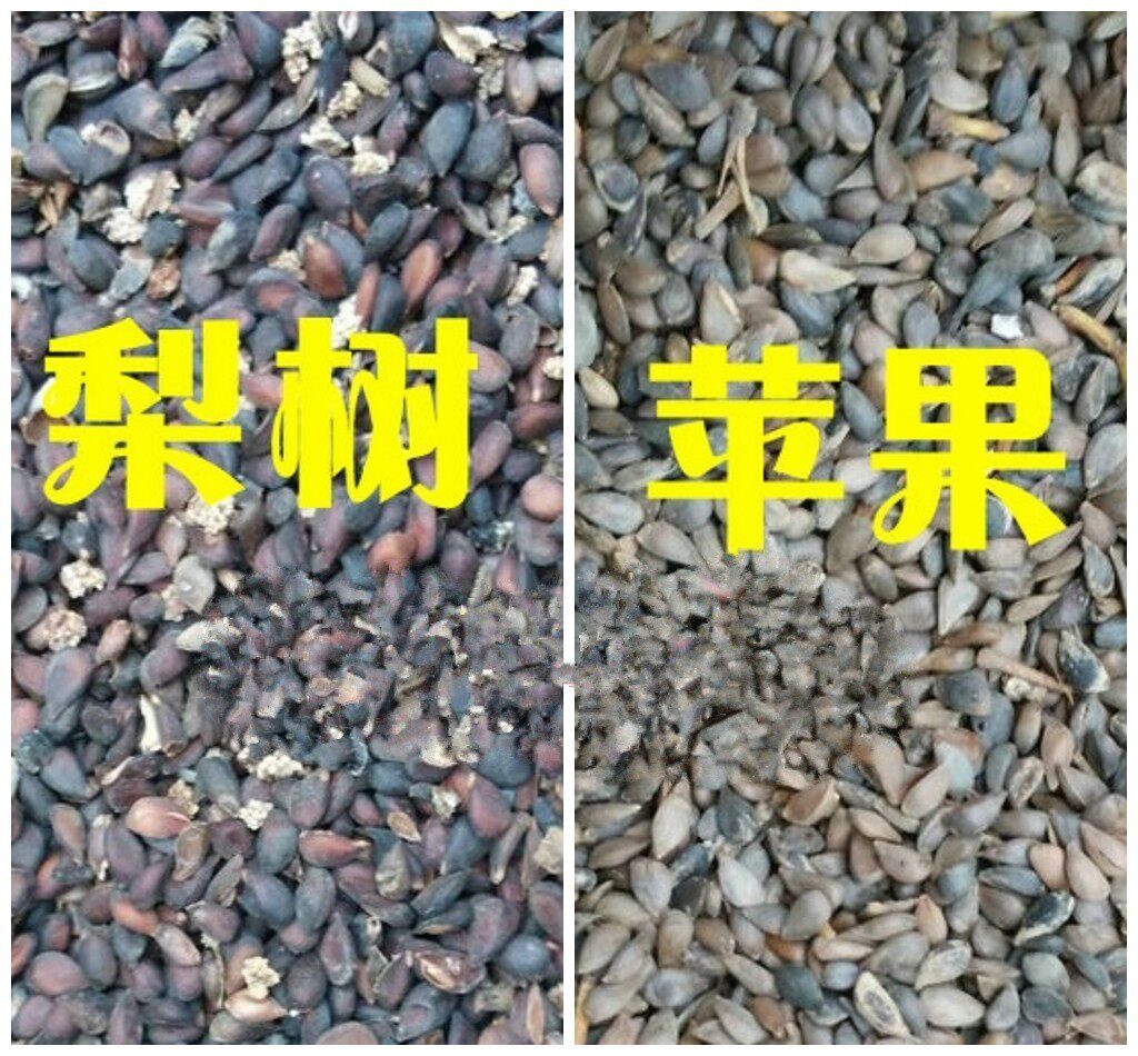 当年新苹果种子 四季播水果种子苹果树的种子室内盆栽 梨树种子