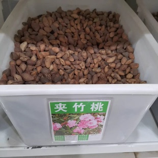 夹竹桃种子林木种籽国产散装四季多年生工程绿化观叶种孑