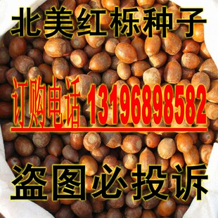 橡树种子 北美红栎种子 绿化行道林木苗木树种子包邮