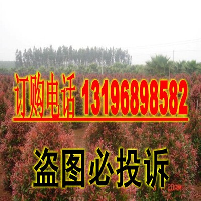 常绿灌木造型树种子