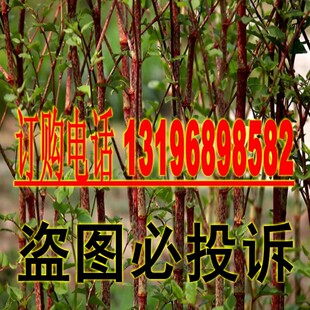 名贵中药材种子 虎杖净种子 野生虎杖种子 大接骨 熊黄连种子包邮