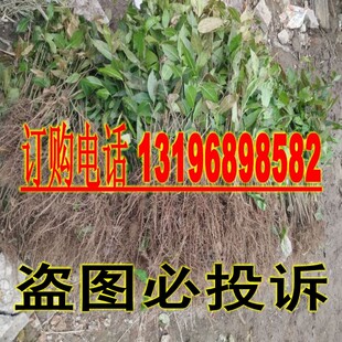 腊梅花苗 腊梅小苗 腊梅树苗 腊梅盆景 蜡梅花盆栽