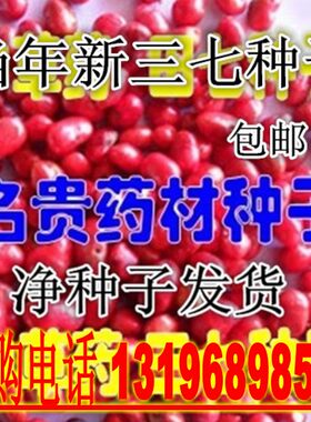 云南文山田七种子 三七名贵药材 三七文山三七净种子三七种子