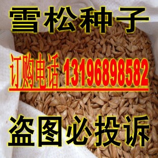新采林木种子 新印度雪松种子 宝塔松种子  松树种子 包邮