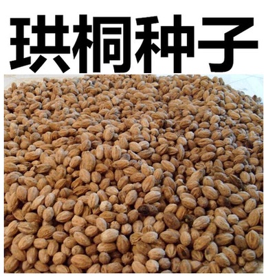 珙桐种子树苗优质包邮