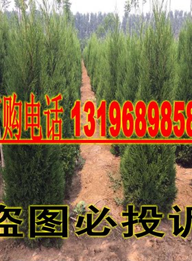 塔柏景观绿化松树