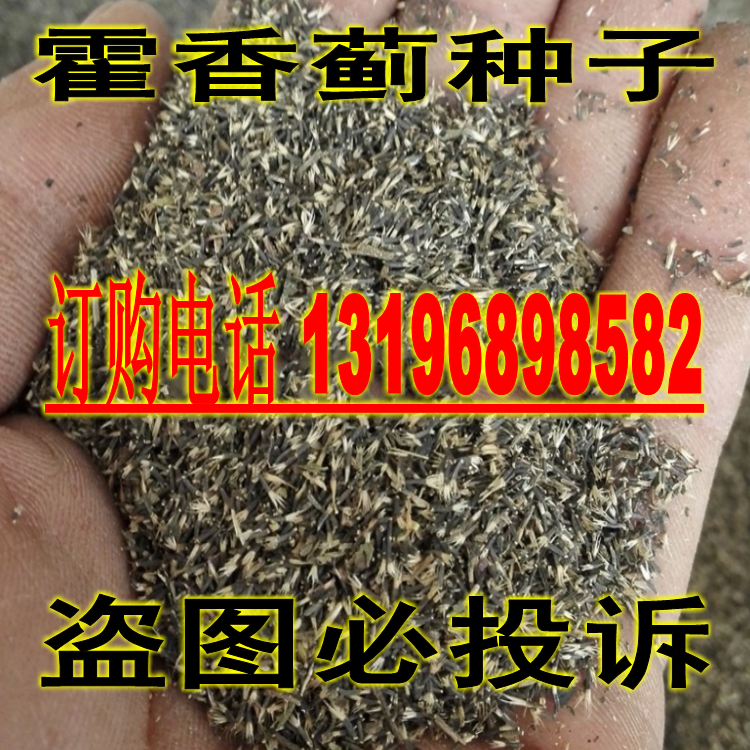 霍香蓟 藿香 蓝冠藿香蓟 蓝蓟种子观花种子 中草药种子