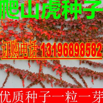 新采爬山虎种子 飞天蜈蚣种子 红丝草种子爬墙植物包邮