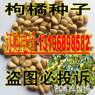 枸橘种子 铁篱寨 臭橘种子 枸橘李 臭杞种子