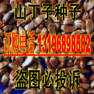 山定子种子山丁子种子林荆子当年新采苗木 种子