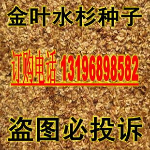 金叶水杉种子 金叶水杉树苗 高档水杉 彩叶新品种 绿化苗木