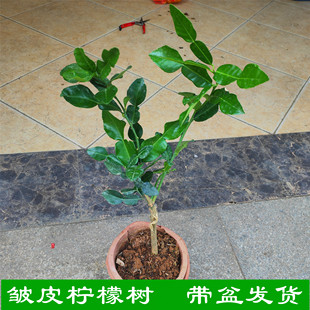 泰式粗皮柠檬嫁接苗 马蜂橙嫁接苗 泰式柠檬苗盆栽皱皮柠檬苗杯苗