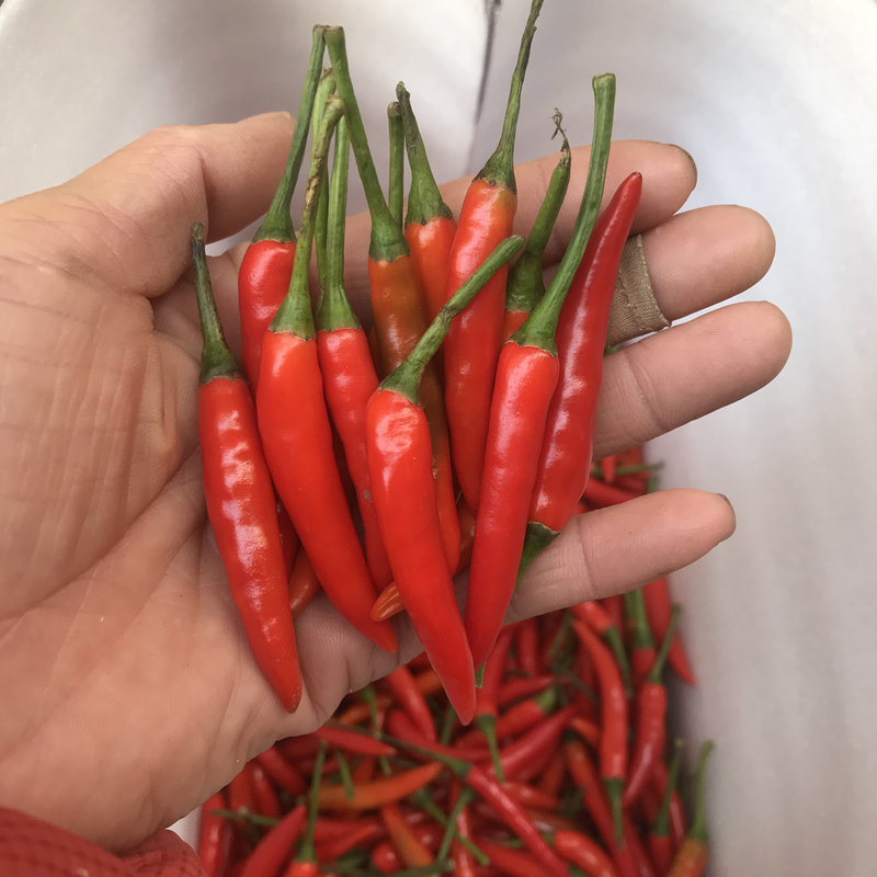 小米辣测试推荐小辣椒香辣