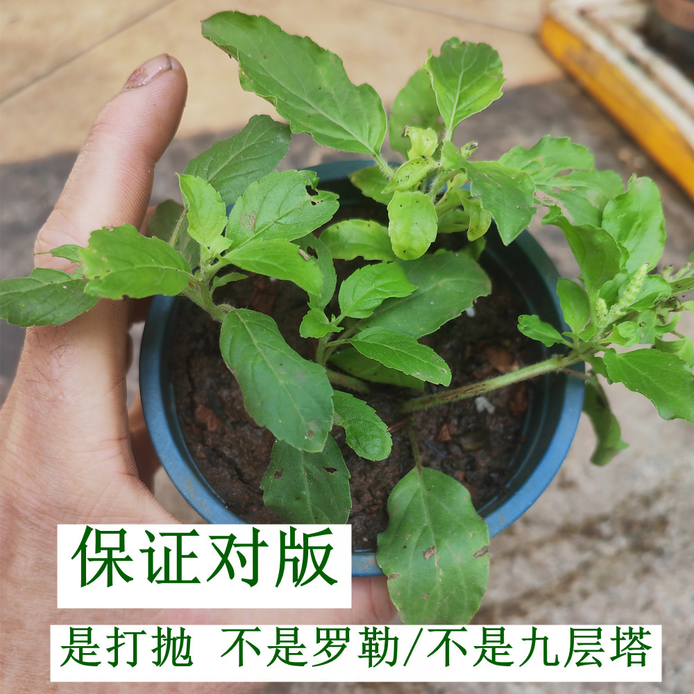 盆栽甲抛叶苗打抛叶塔抛泰国打抛猪肉配菜塔抛叶嘎抛叶盆栽 保真