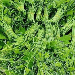 云南味道特产新鲜杨丝瓜尖洋瓜尖龙须菜蔬菜佛手瓜尖非南瓜尖500g