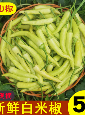 新鲜白米椒野山椒特辣小米辣泡椒剁椒白色辣椒朝天椒现摘现发
