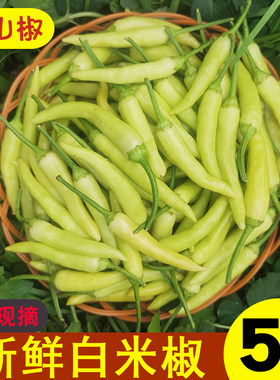 新鲜白米椒野山椒特辣小米辣泡椒剁椒白色辣椒朝天椒现摘现发