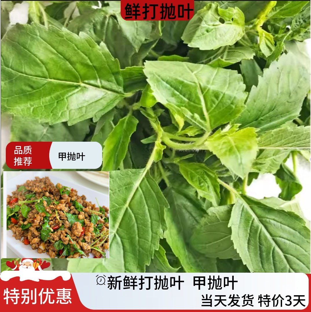 新鲜打抛叶Pad Kra Pao 嘎甲塔抛叶泰国料理东南亚美食配菜Ka-paw