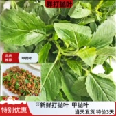 新鲜打抛叶Pad paw 嘎甲塔抛叶泰国料理东南亚美食配菜Ka Kra Pao