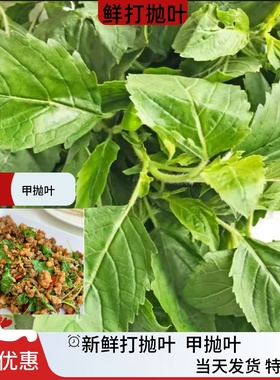 新鲜打抛叶Pad Kra Pao 嘎甲塔抛叶泰国料理东南亚美食配菜Ka-paw