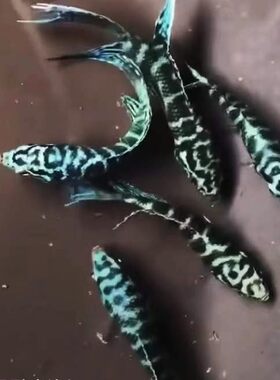 中国斗鱼改良蓝蛇纹淡水无纹蓝