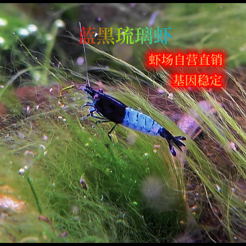 琉璃虾蓝琉璃虾黑琉璃虾蓝黑琉璃虾熊猫琉璃除藻工具虾淡水观赏虾