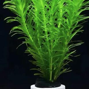 蜈蚣草活体阴性草鱼缸后景懒人水草易养活净化水质新手水草金鱼藻