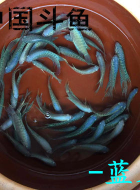 中国斗鱼蓝叉不用打氧冷水鱼