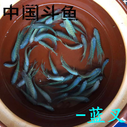 中国斗鱼蓝叉不用打氧冷水鱼