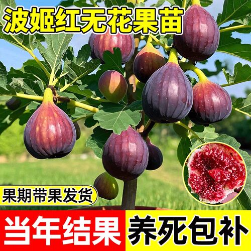 【包对版】特大超甜无花果树果苗