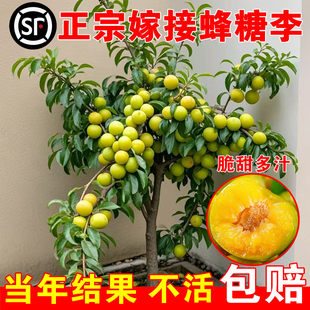 正宗蜂糖李子树苗三华李子苗恐龙蛋新品种西梅南方北方种植脱骨李