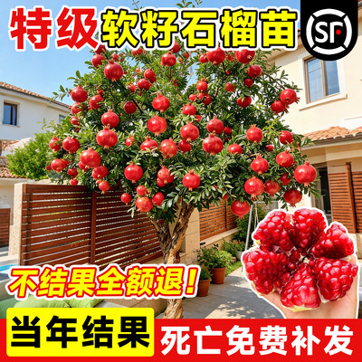 石榴树树苗突尼斯软无籽特大甜果