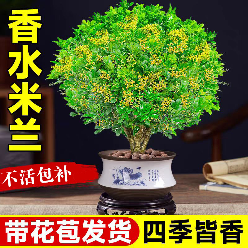 香水米兰花盆栽带花苞浓香型图片