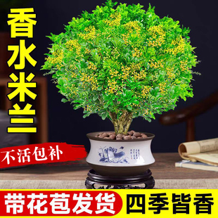 香水米兰花盆栽带花苞浓香型老桩四季室内名贵花卉绿植小树苗开