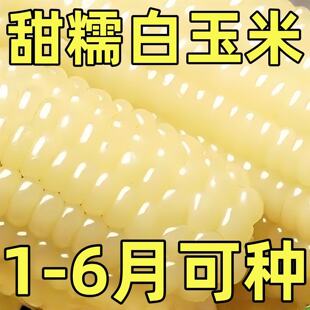 白糯玉米种子高产新鲜大棒四季甜糯玉米非转基因粘糯米白玉米种子