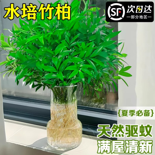竹柏驱蚊竹水培植物室内客厅