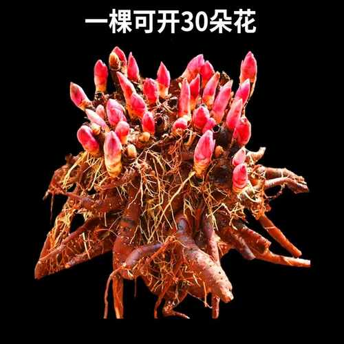 勺药花苗种球根块种球花卉