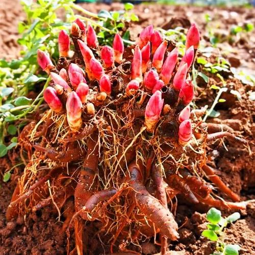 芍药花苗重瓣带芽大根块多年生老桩花卉室内庭院绿植观花盆栽耐寒