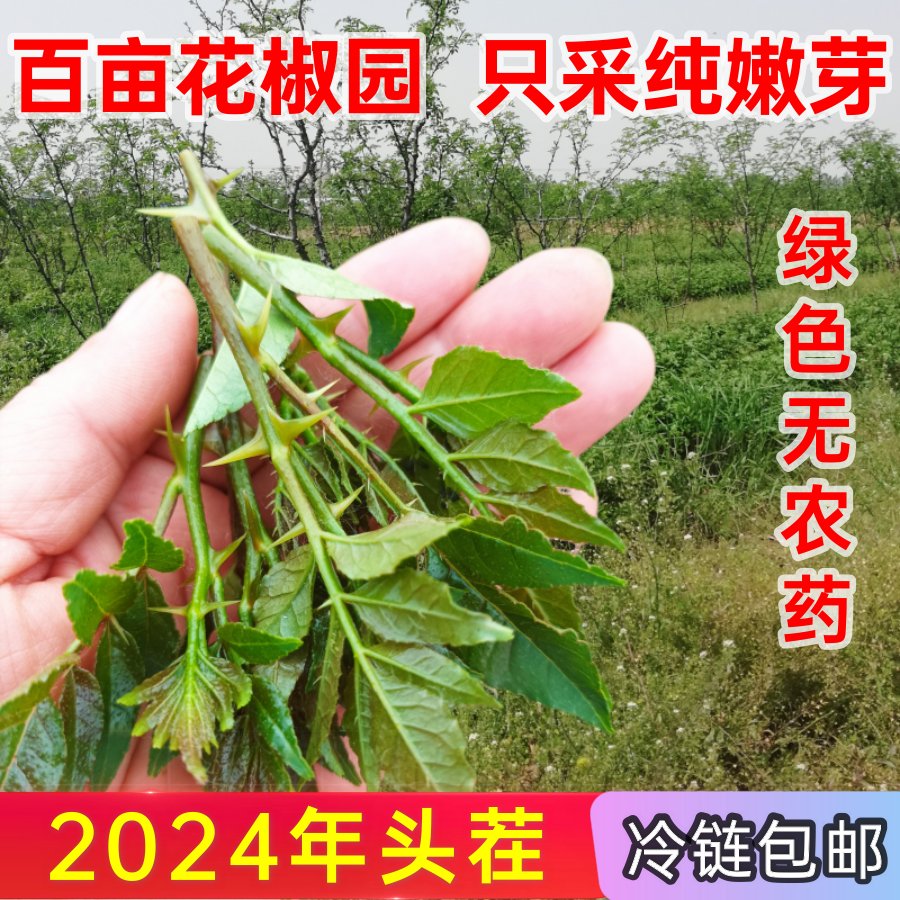 新鲜花椒芽 现摘现发 绿色生态野菜 下饭菜花椒芽花椒叶包邮 水产肉类/新鲜蔬果/熟食 其它 原图主图