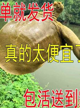便宜正宗外塘甲鱼鲜活足斤生态中华鳖青黄背食用大甲鱼稻田纯天然