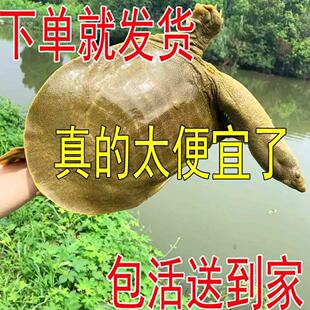 便宜正宗外塘甲鱼鲜活足斤生态中华鳖青黄背食用大甲鱼稻田纯天然