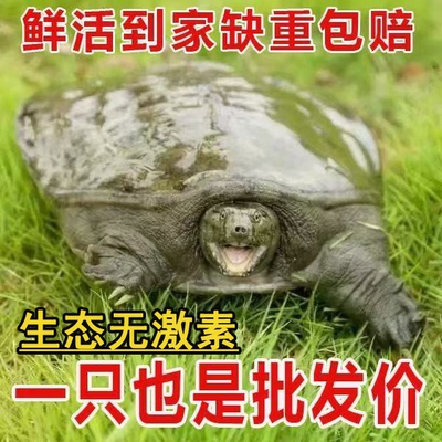 便宜鲜活甲鱼特产足斤团鱼王八食用无激素稻田青黄中华水鱼纯天然