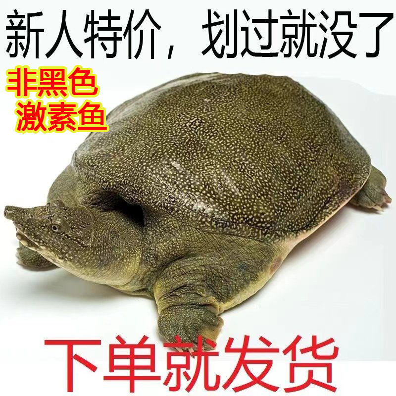甲鱼鲜活便宜足斤散养无公害外塘青黄背老鳖团鱼食用肥美野养黄油