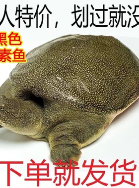 甲鱼鲜活便宜足斤散养无公害外塘青黄背老鳖团鱼食用肥美野养黄油