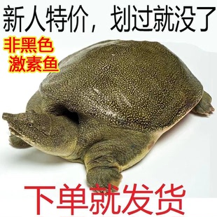 甲鱼鲜活便宜足斤散养无公害外塘青黄背老鳖团鱼食用肥美野养黄油