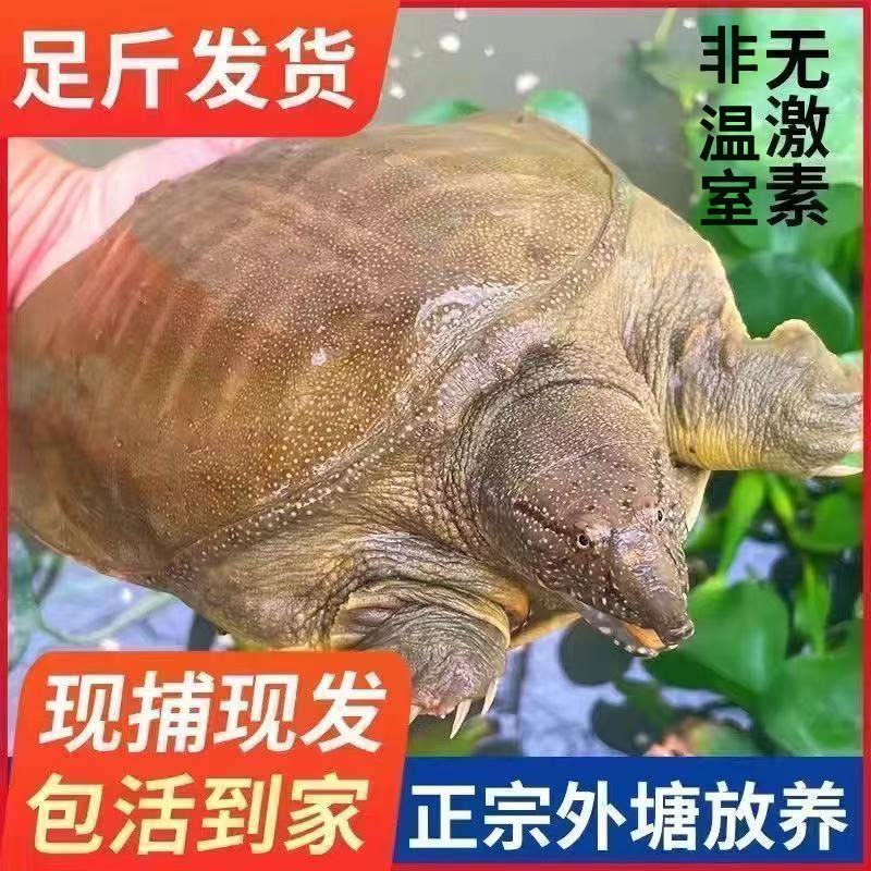 【聚便宜】便宜外塘散养甲鱼鲜活甲鱼