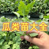黄瓜苗种苗苦瓜西瓜青瓜番茄苗四季 阳台高产盆栽水果蔬菜秧苗种孑
