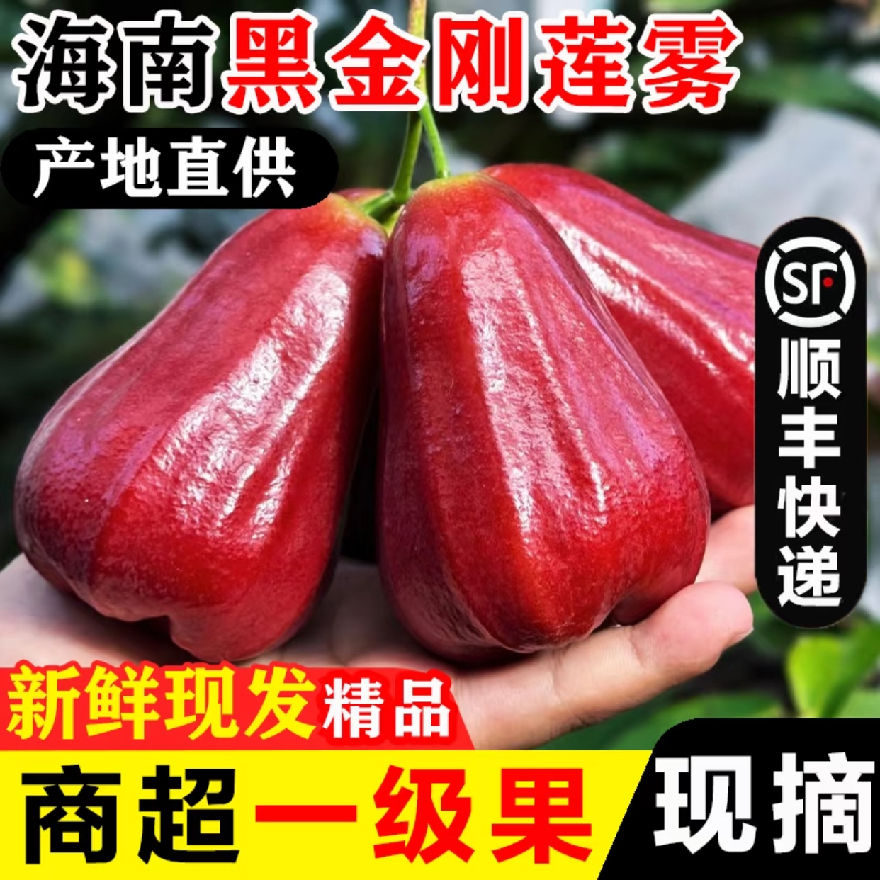 【顺丰包邮】海南特级黑金刚莲雾热带水果三亚商超莲雾现摘现发