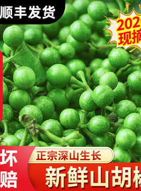 2026山胡椒新鲜木江子做山胡椒辣椒四川特产木姜子食用现采