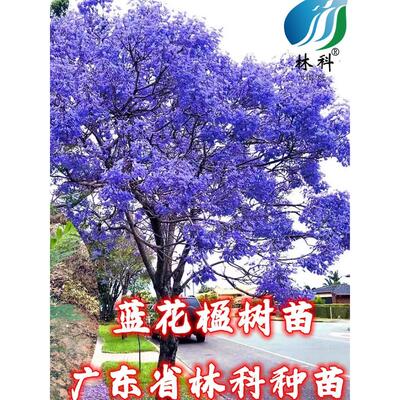 蓝花楹树苗珍贵名树绿化苗木风景树别墅庭院行道植物树苗广州发货